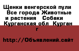 Щенки венгерской пули - Все города Животные и растения » Собаки   . Курганская обл.,Курган г.